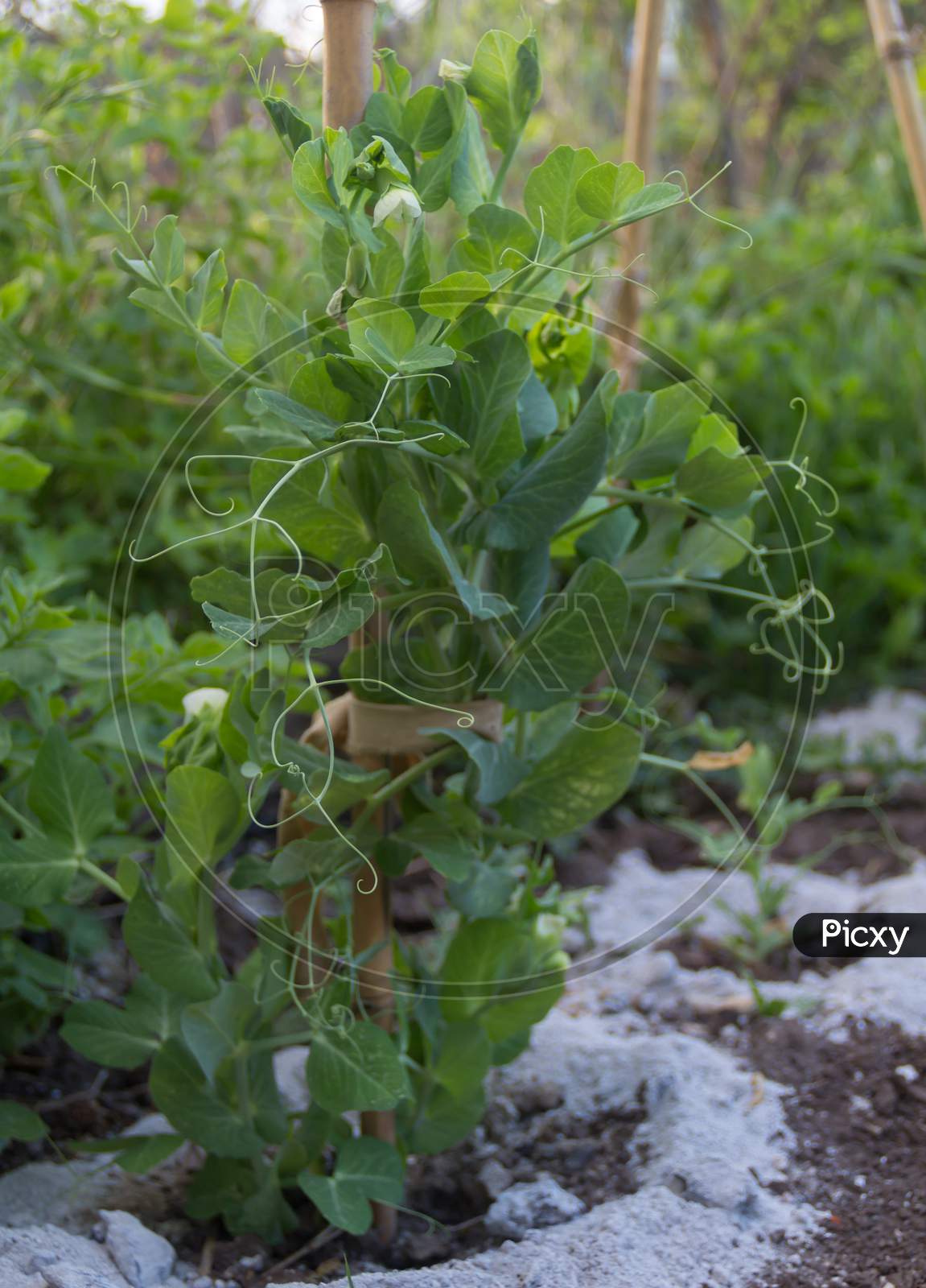 Fresh Flowering Pea Plants In The Organic Garden
