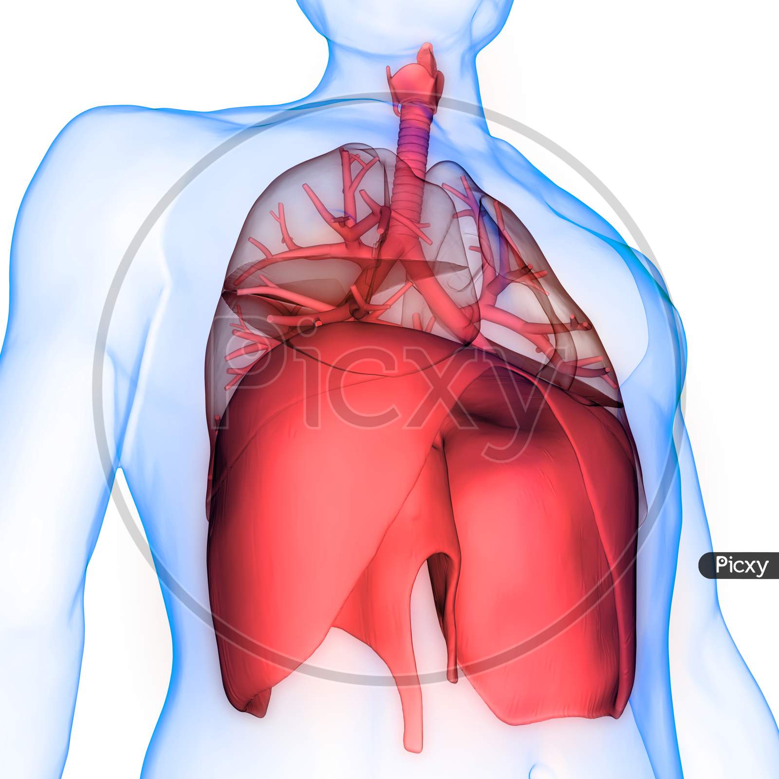 respiratory system diaphragm