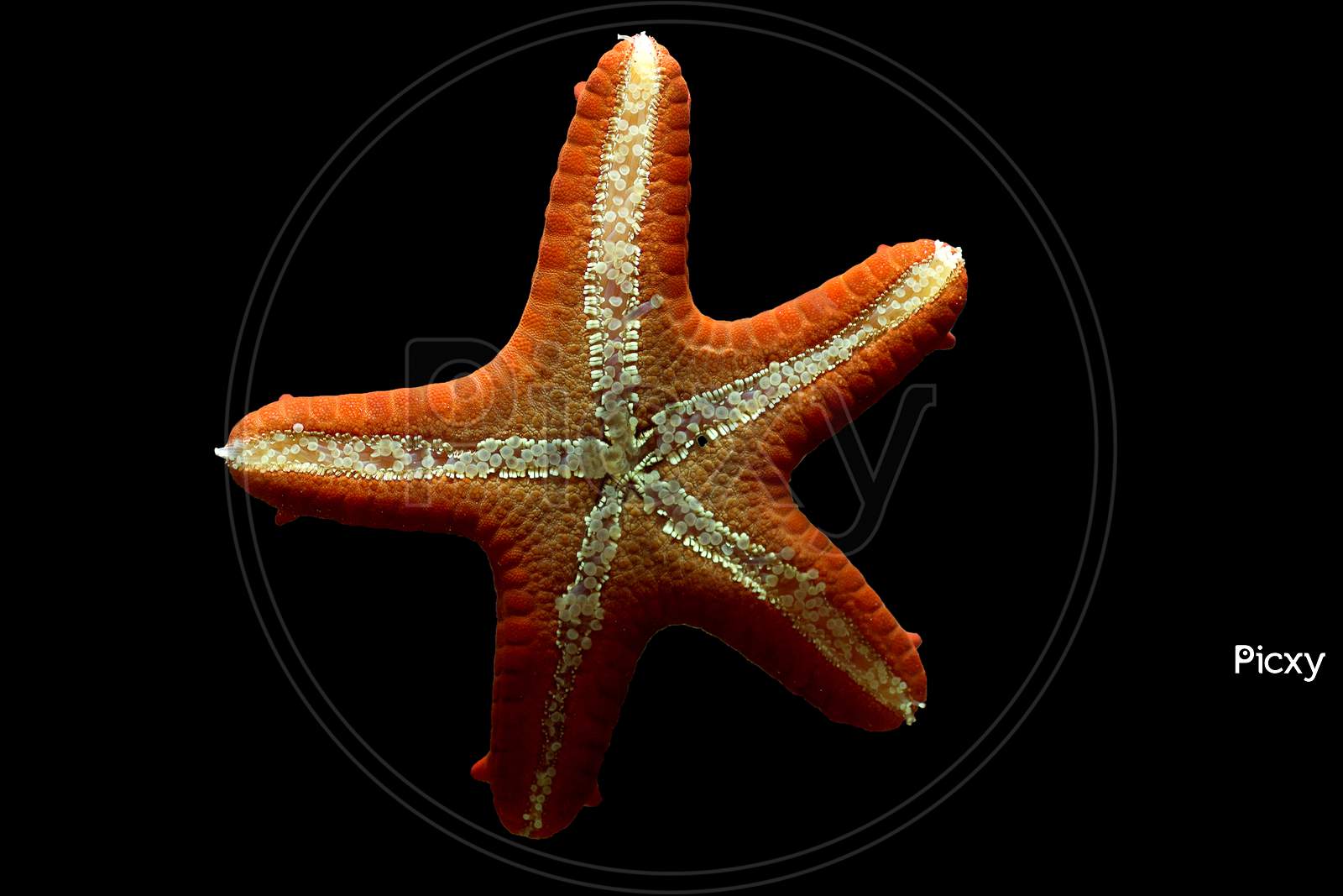 A Star Fish with Black Background