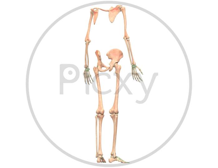 Human Hands with Shoulders and Legs Anatomy