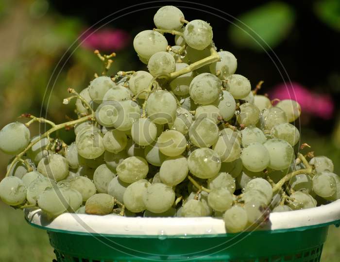 A Bunch Of Fresh Green Grapes.