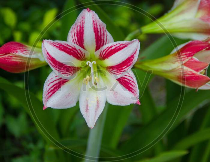 Amarcrinum , hybrid plants obtained from artificial crosses between the genera Amaryllis and Crinum