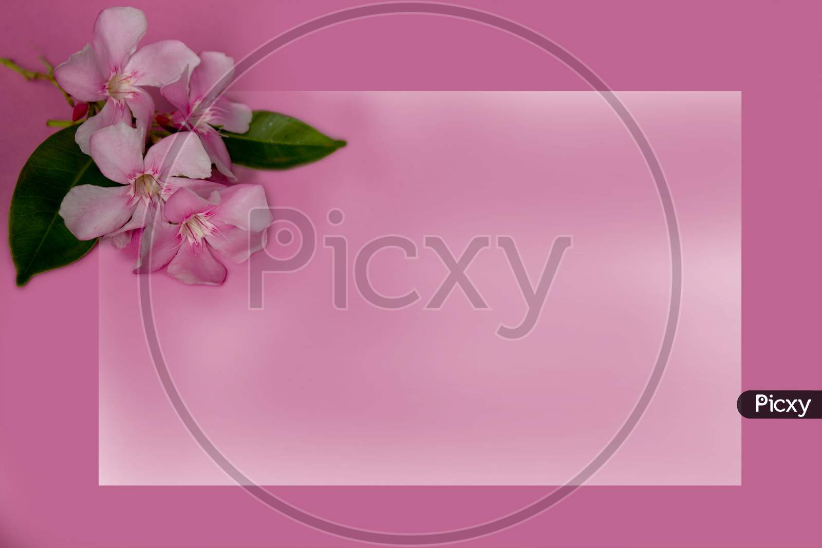 Selective Focus on Pink Nerium Oleander Flower with Pink Background