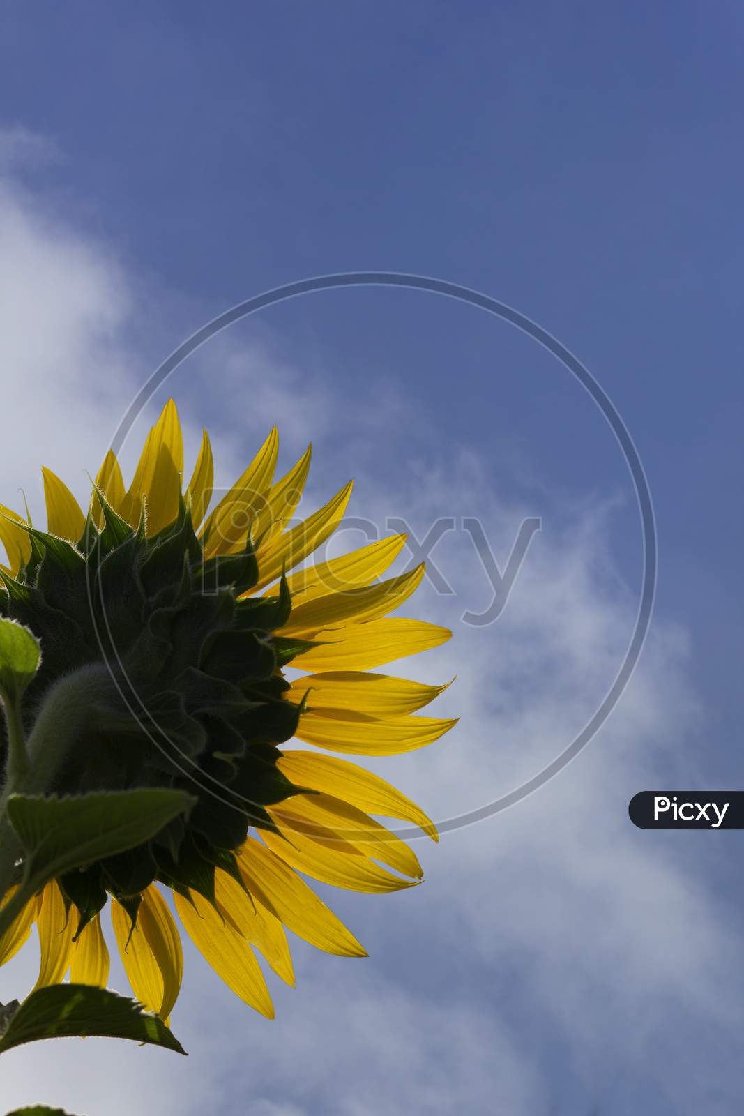 Sunflowers Blooming In an Agricultural Field Background