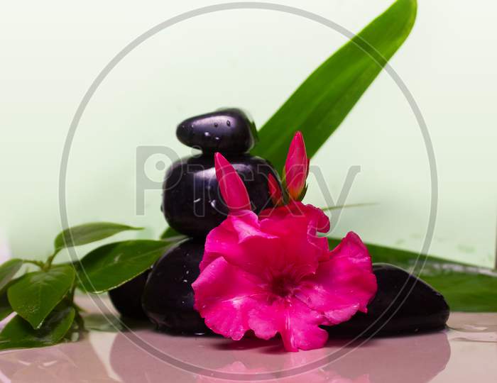 Selective Focus on Pink Flowers with White Background