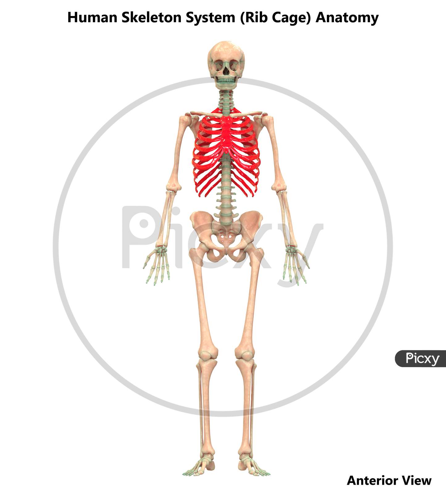 Human Skeleton System Anatomy (Rib Cage)