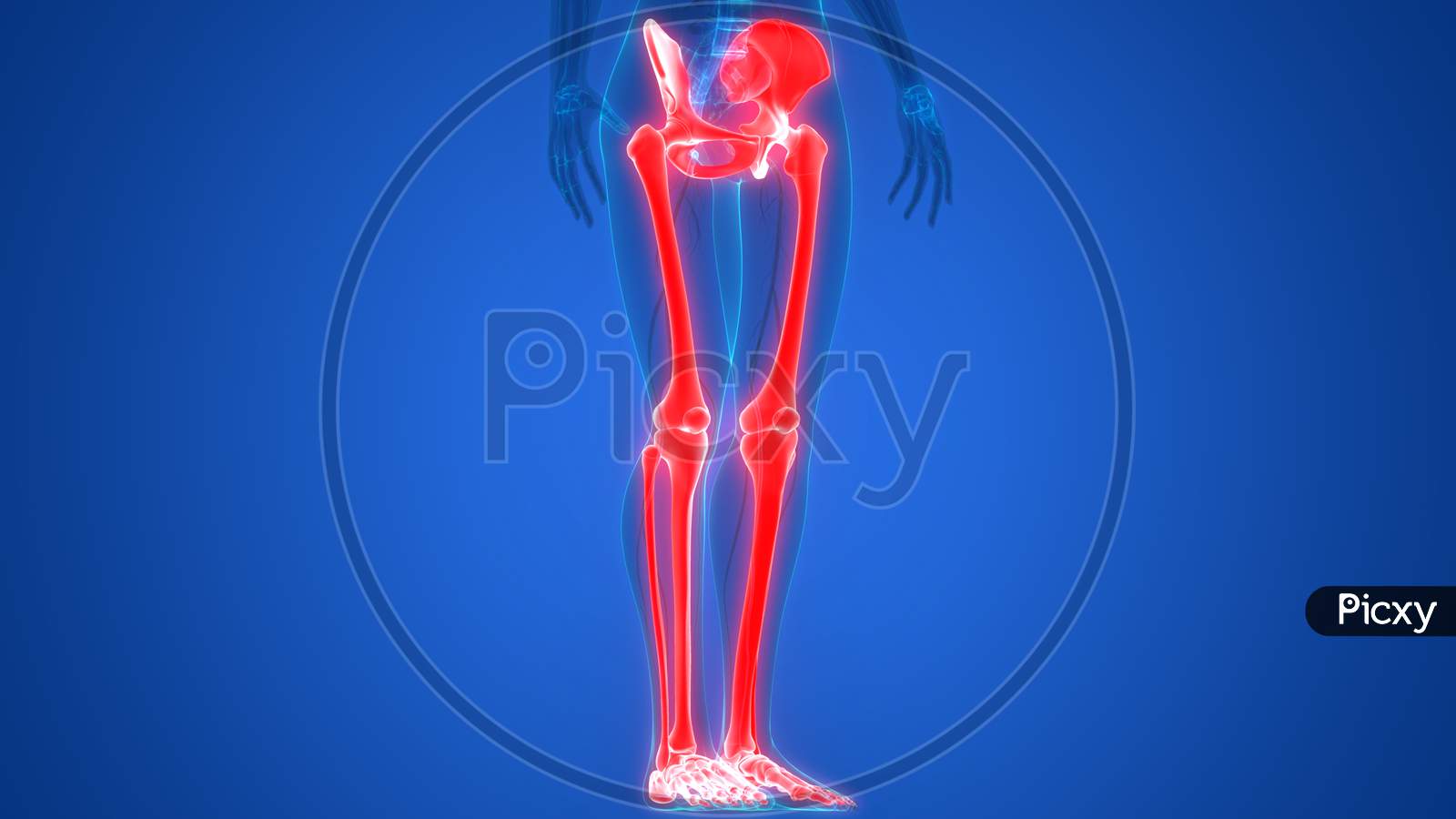 Human Body Skeleton of Legs Anatomy