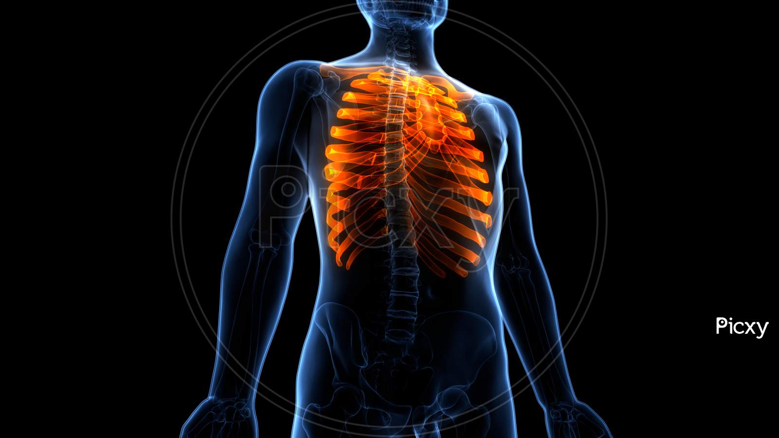 Rib body. How many Ribs are in a Human body. Red Human Ribs Wallpaper for smartphone.