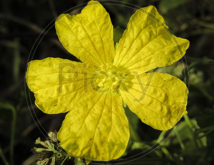 CLOSE UP OF A YELLOW FLOWER NEAR A POND ON A SUNNY DAY