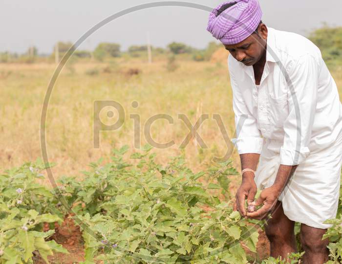 An Indian Farmer holding Brinjal in Agriculture Field
