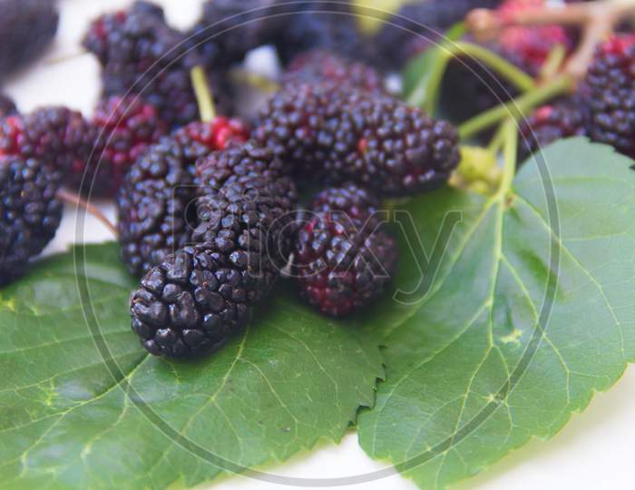 Detail Of Blackberries Green And Ripe Fruits And Leaves
