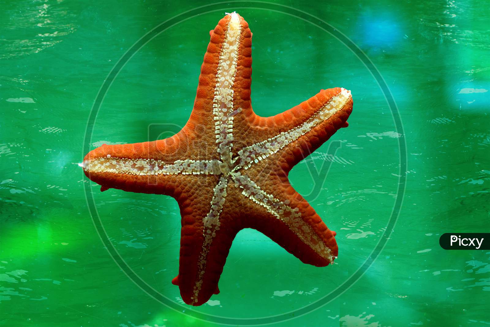 humans holding starfishes