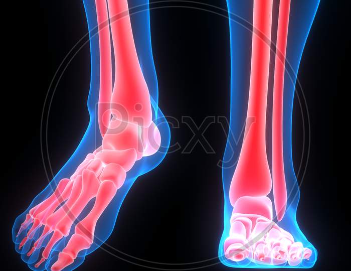 Human Skeleton System Leg Joints Anatomy
