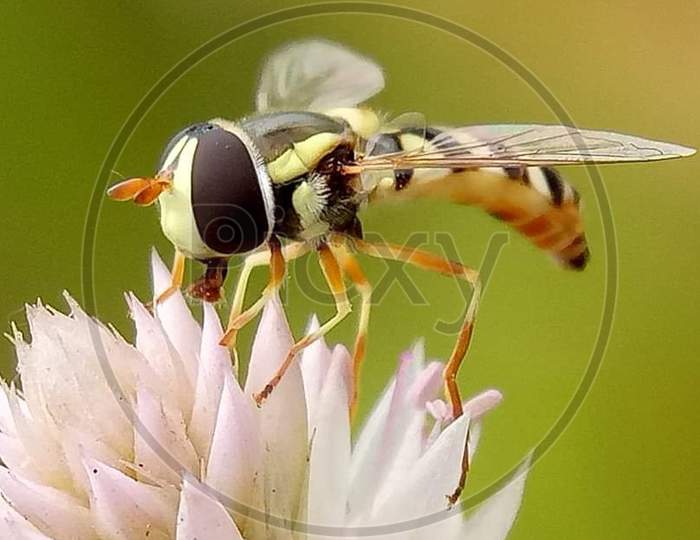 green fly on flower
