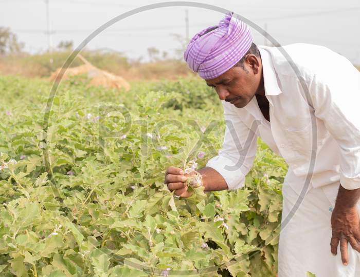 An Indian Farmer Working in the Agriculture Field