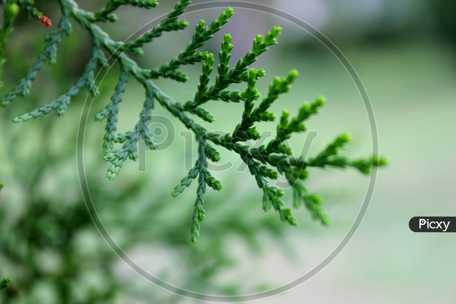 Selective focus on a Green leaf with blur background