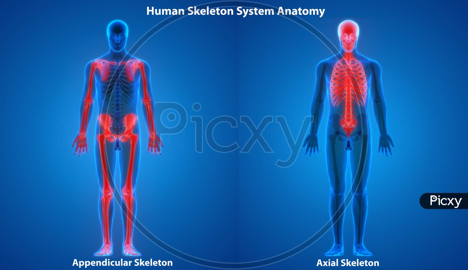 axial vs appendicular skeleton