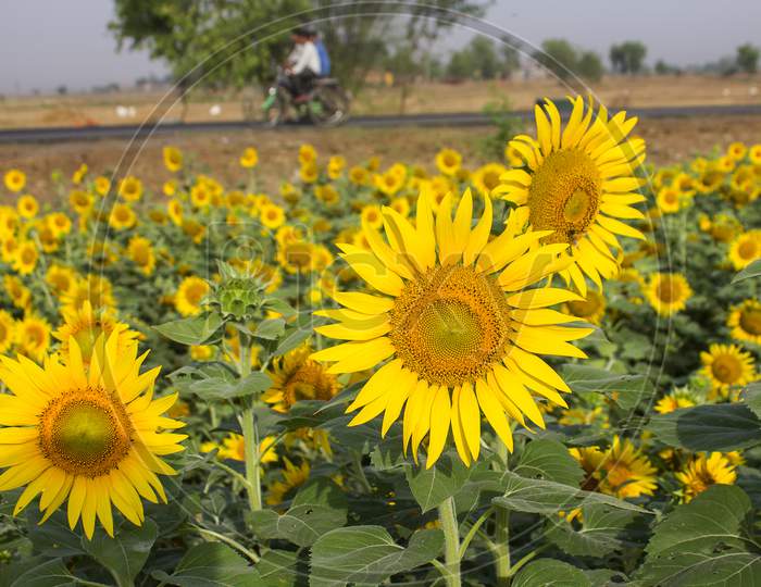 Sunflowers Blooming In an Agricultural Field Background