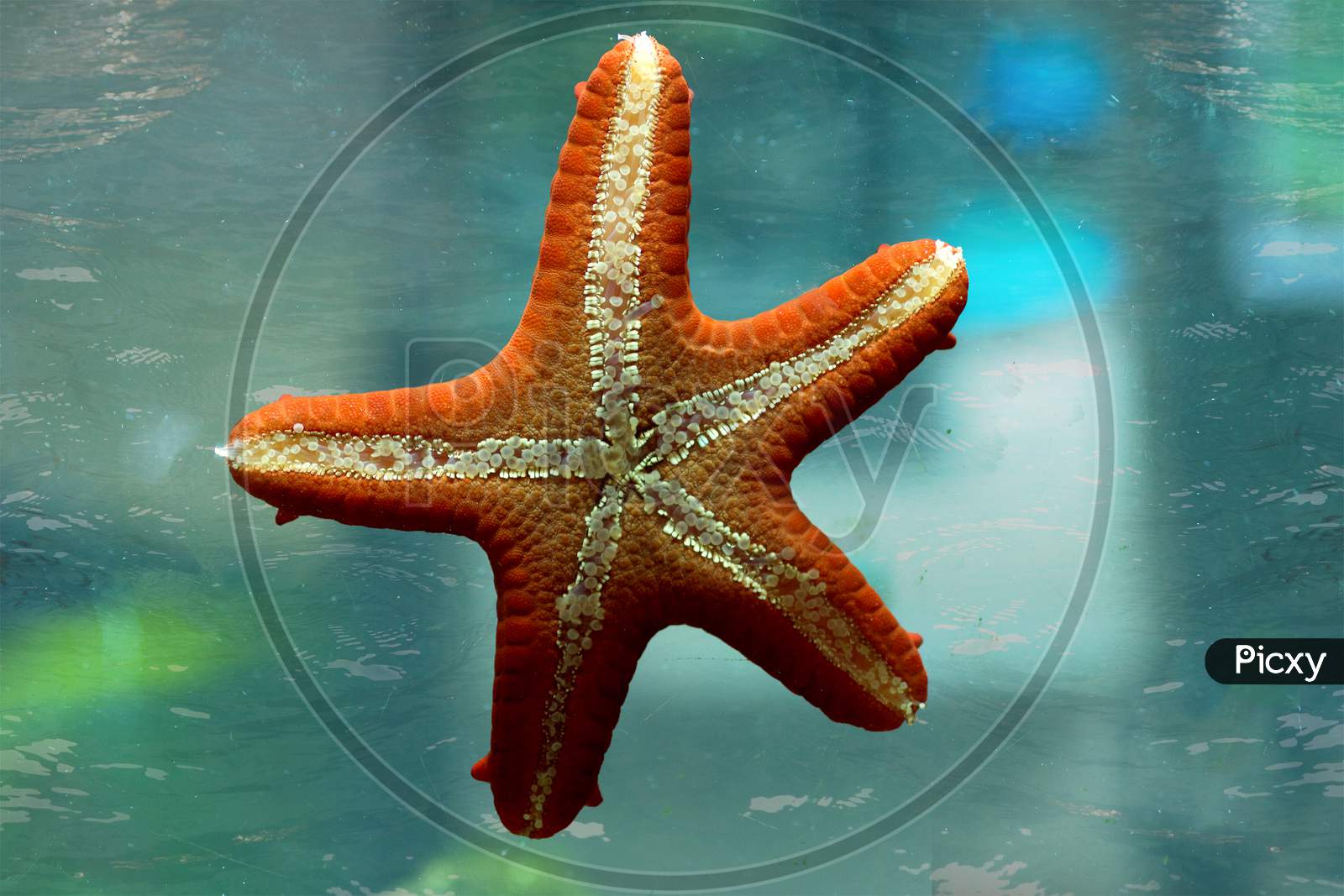 A Star Fish with Blue Background