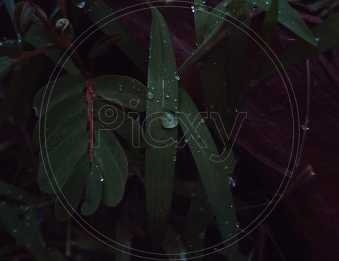 Water droplets on Garden plants