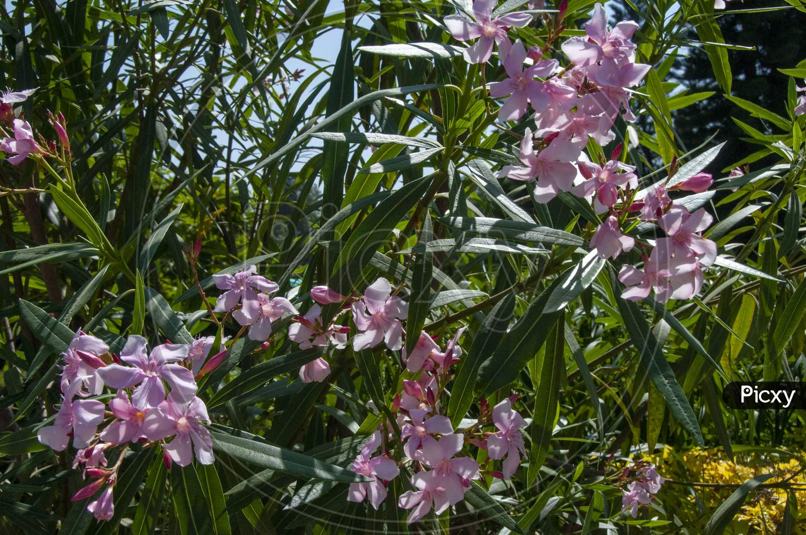 Nerium Oleander Is A Shrub Or Small Tree In The Dogbane Family Apocynaceae, Toxic In All Its Parts