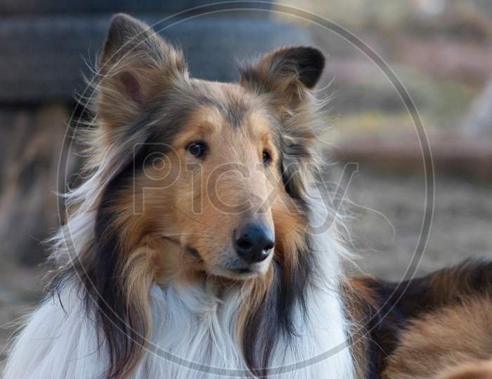 A Closeup Shot Of A Rough Collie Sitting On The Ground Outdoors During Daylight