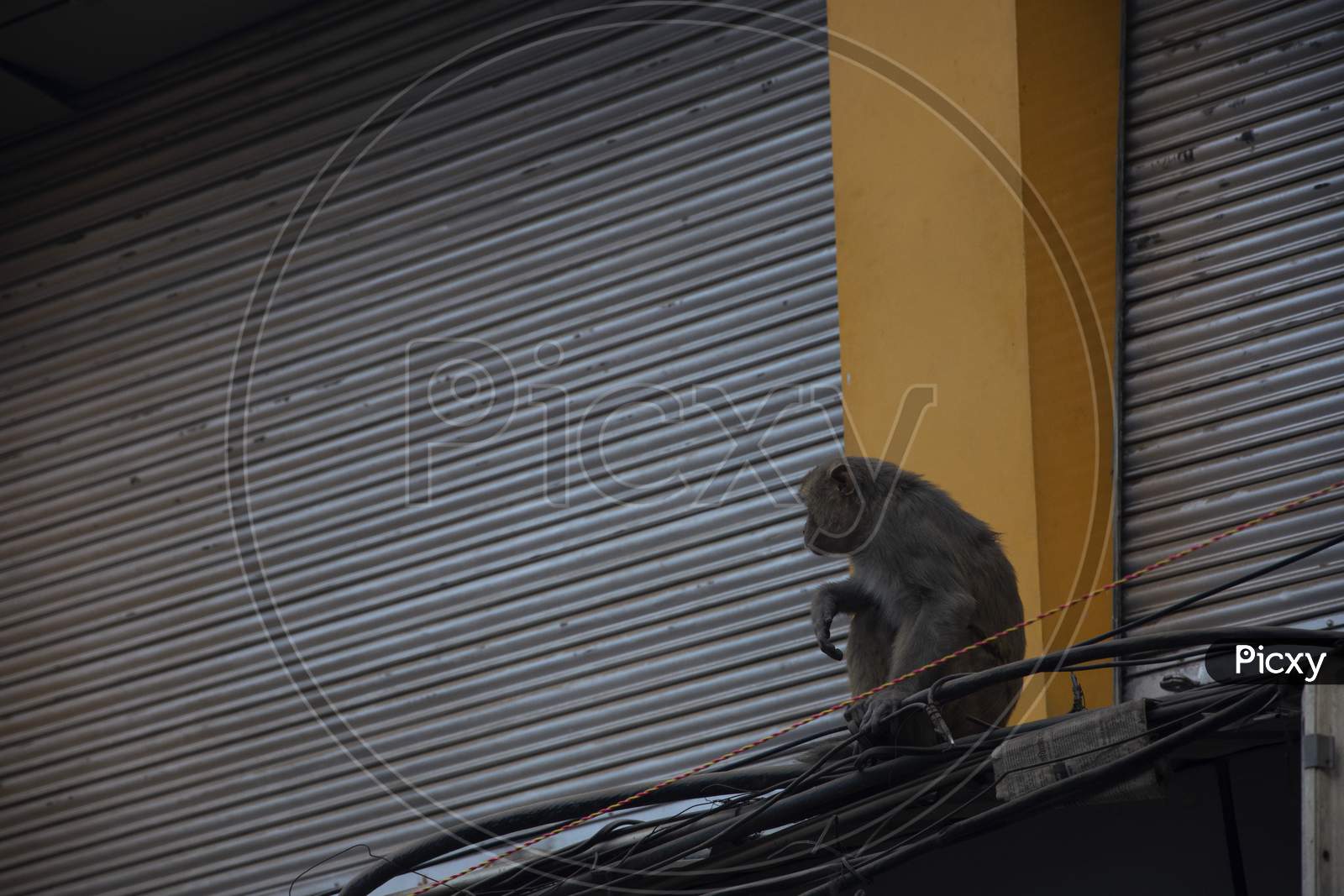 Monkeys On The Streets And Roofs Of Varanasi, India.