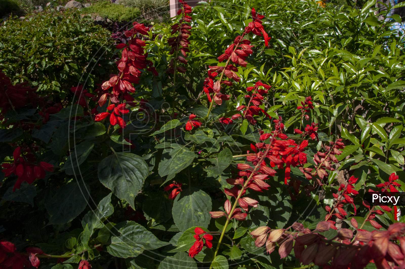 Salvia Splendens, The Scarlet Sage Or Tropical Sage, Is A Tender Herbaceous Perennial