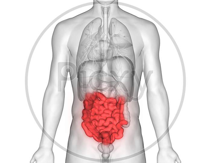 Human Digestive System Small Intestine Anatomy