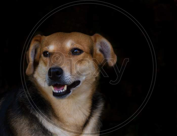 Portrait Mongrel Stray Dog On Dark Background