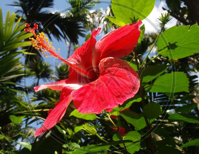 Red hibiscus flower beautiful flower