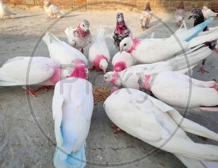 close up of group of white dove in india punjab with selective focus and background blur.