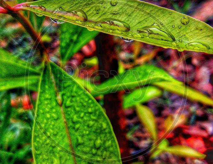 Rain droplets on plants leaf