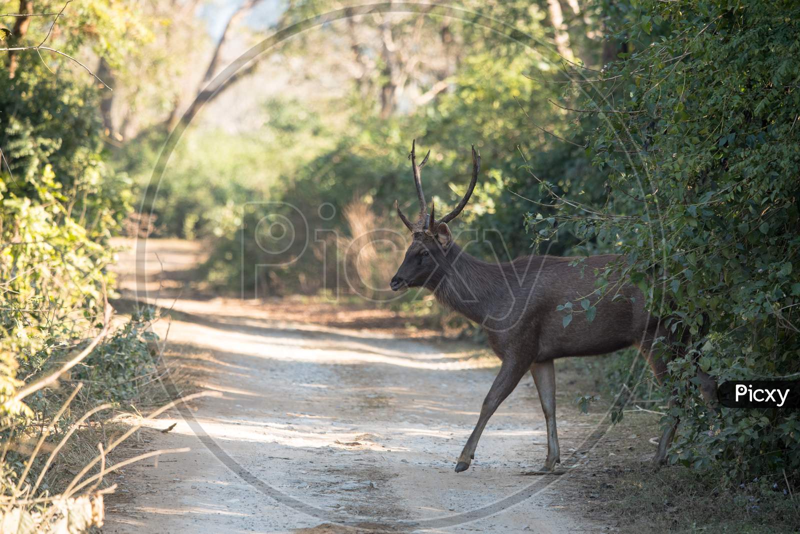 Sambar Deer Crossing The Road
