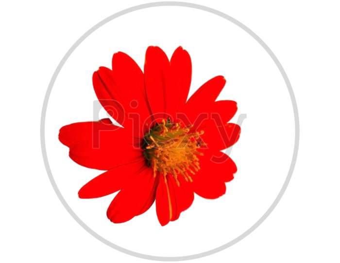 Beautiful red flower on white background