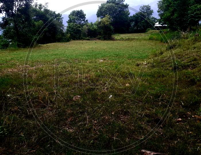 Grass land view