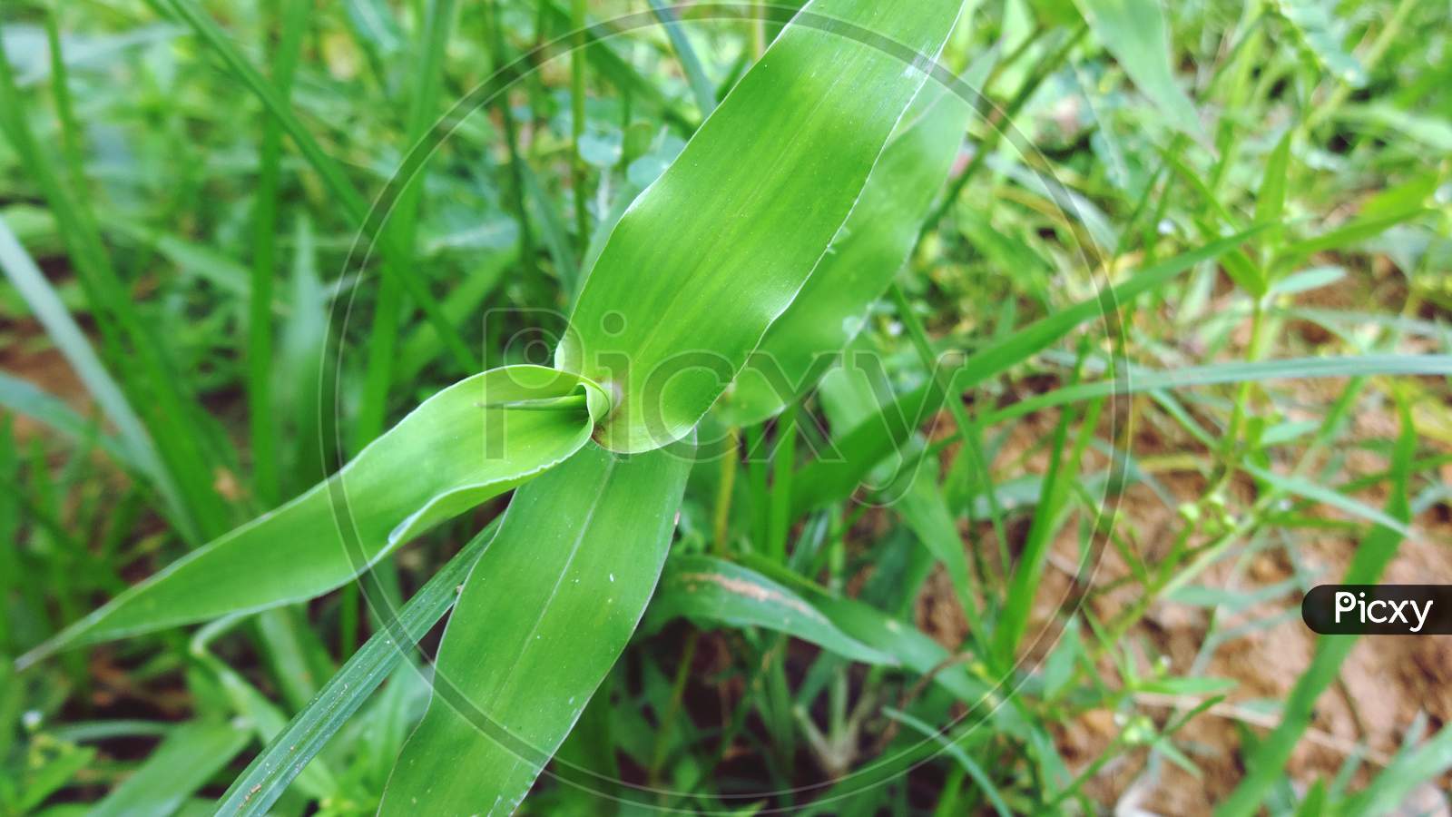 Green grass wildplant closeup Photography background