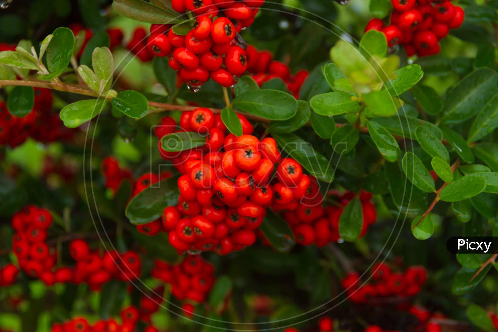 Ornamental Shrub Of Red Berries In Autumn With Raindrops