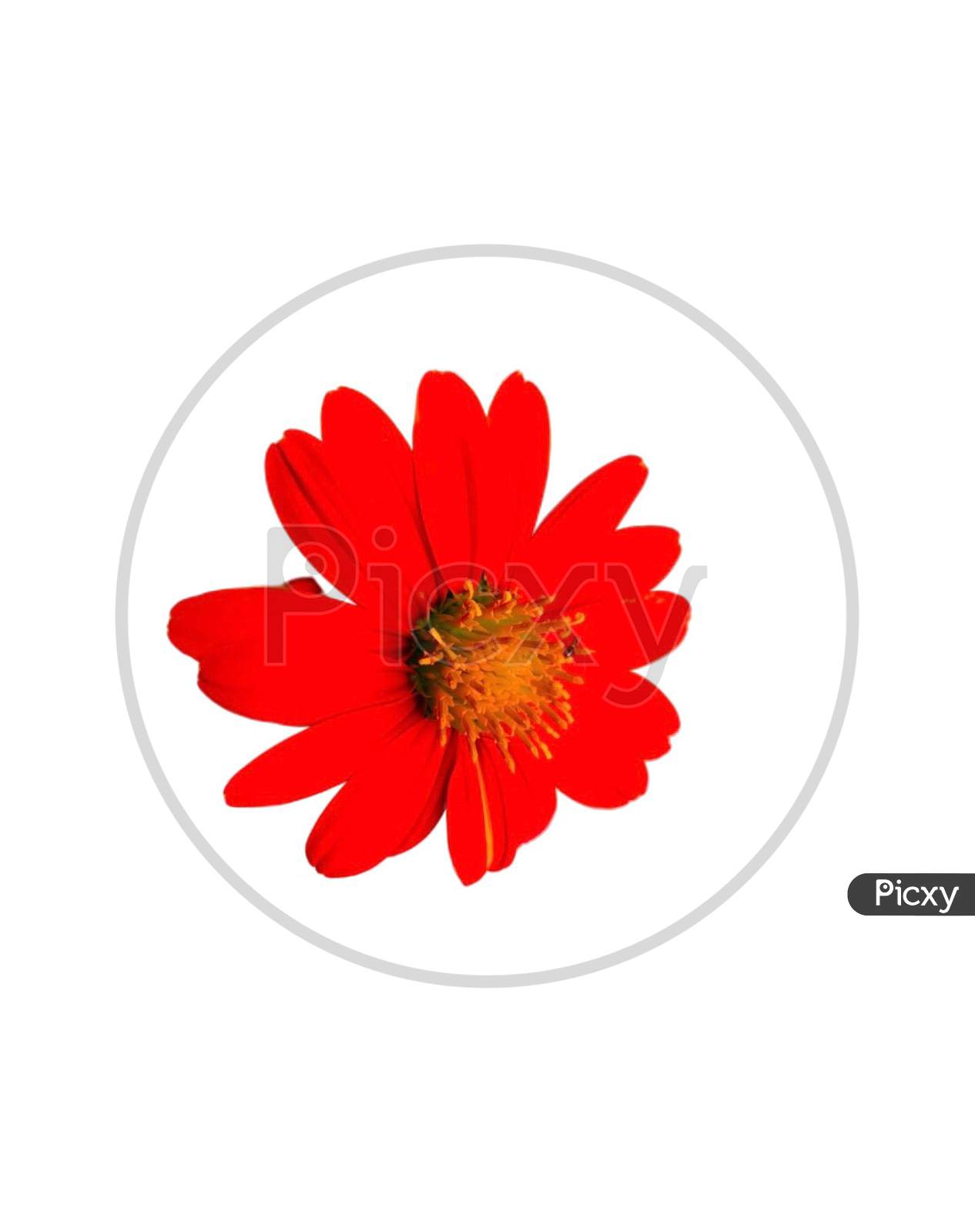 Beautiful red flower on white background