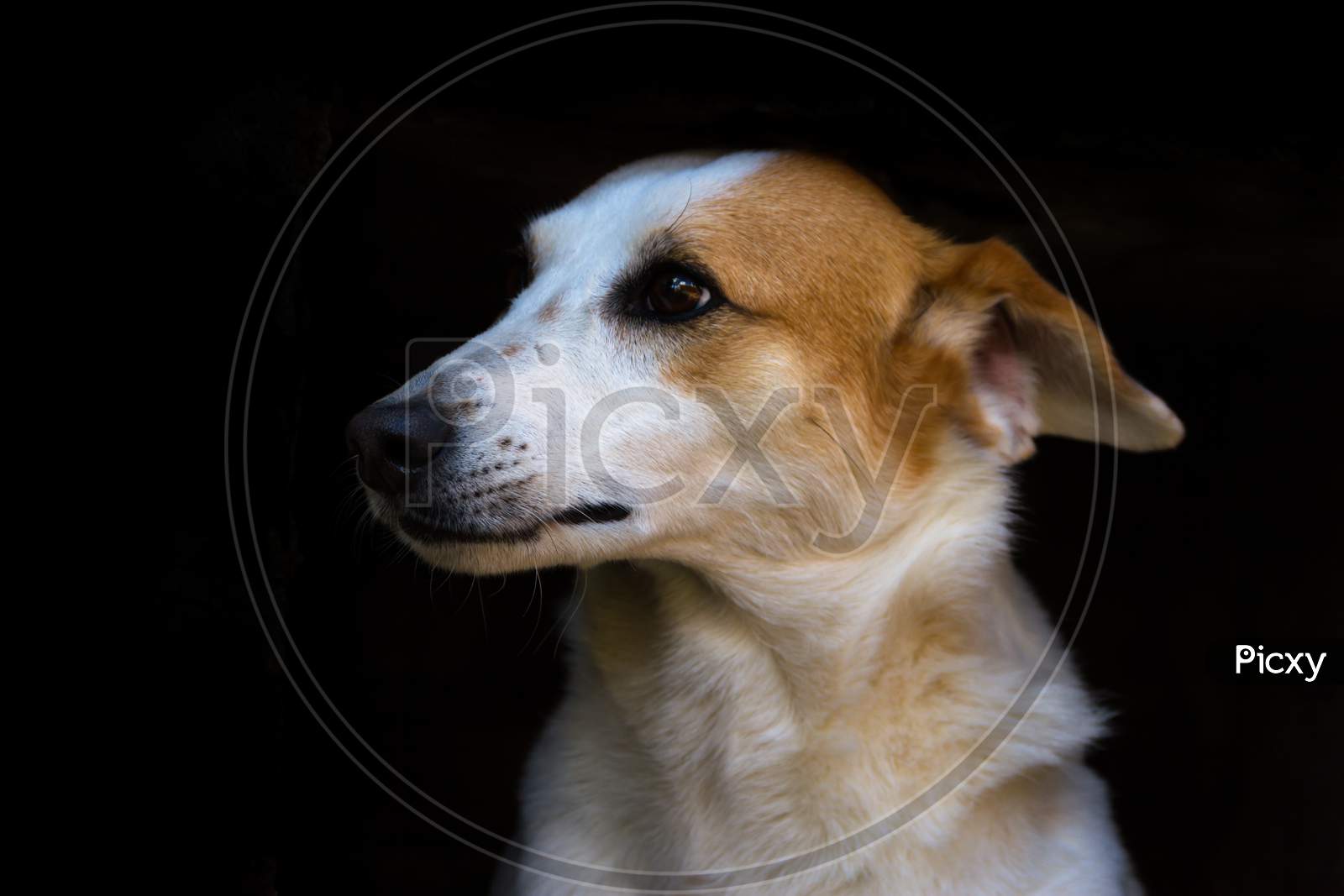 Portrait Mongrel Stray Dog On Dark Background