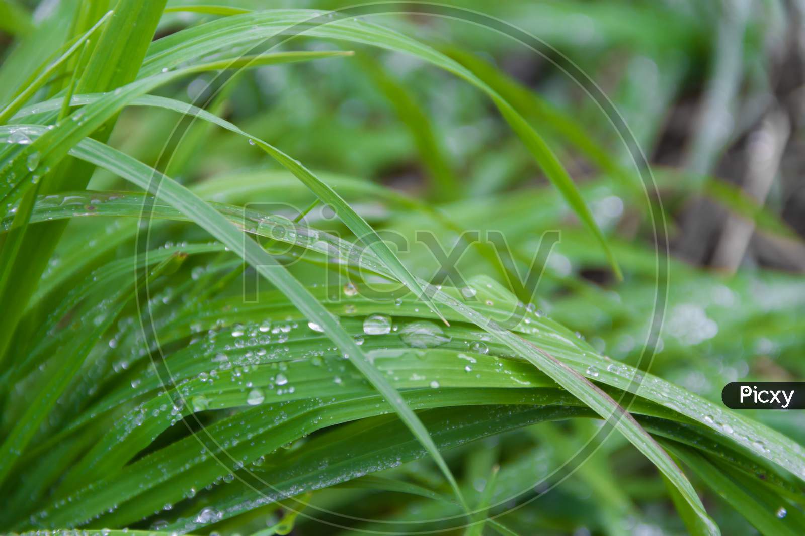 Drops Of Rain On Fresh Green Grass