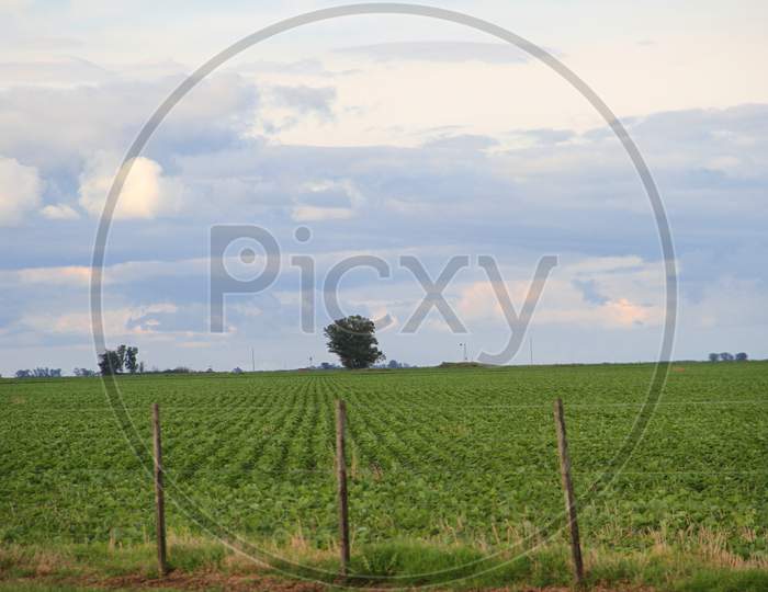 Soybean Crops In Pampa Argentina, Province Of Santa Fe
