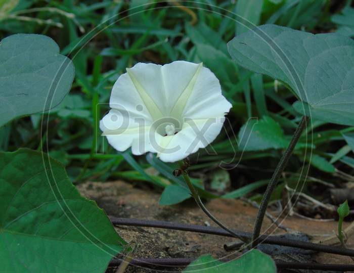 White flower on green plant