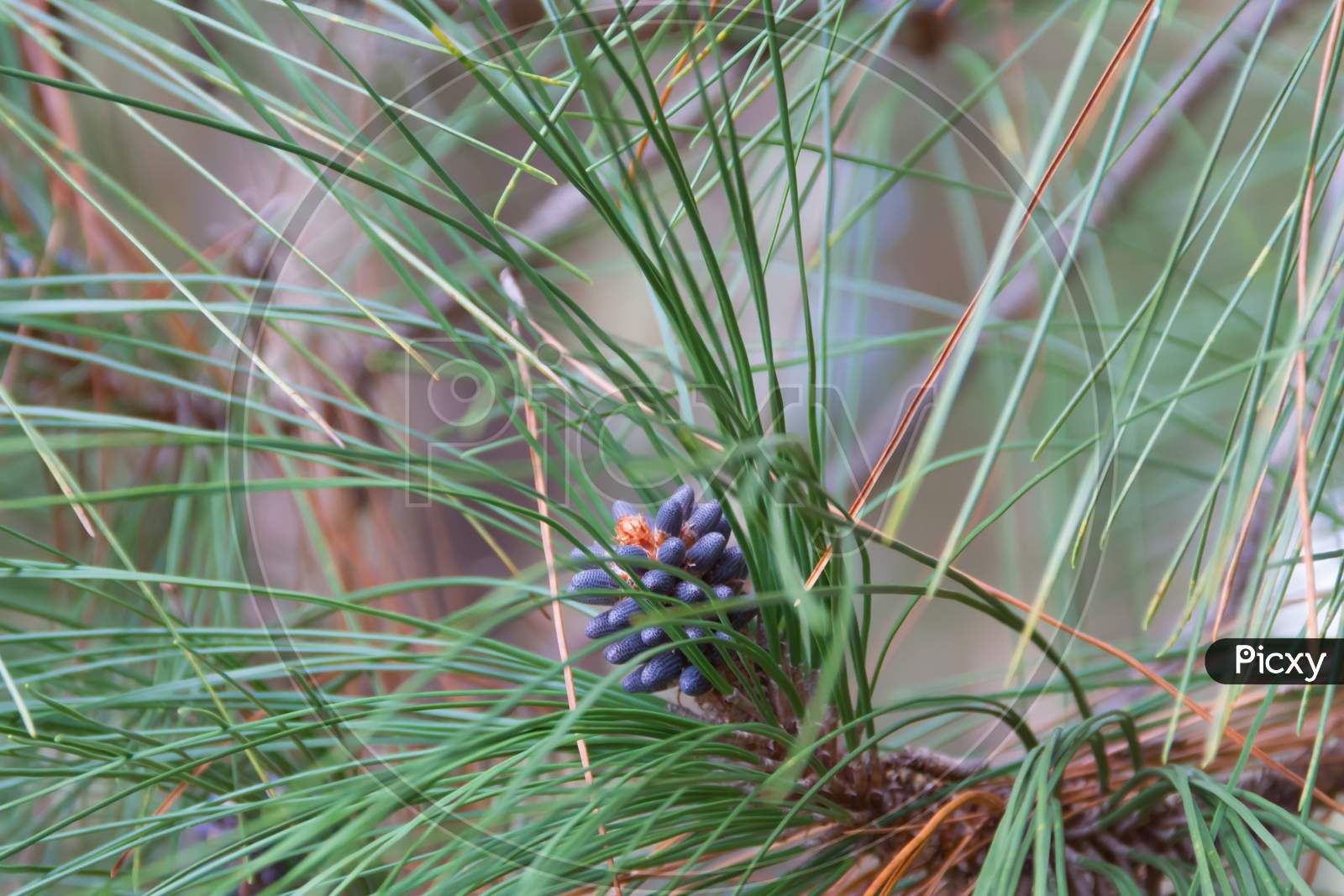 Pineapple Ripening On The Pine In Autumn