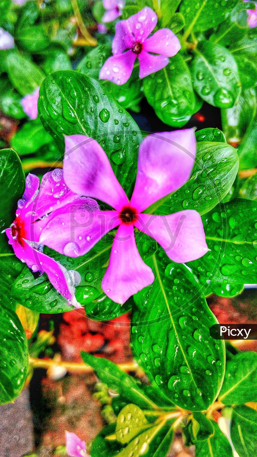 Beautiful flower with wet leaf