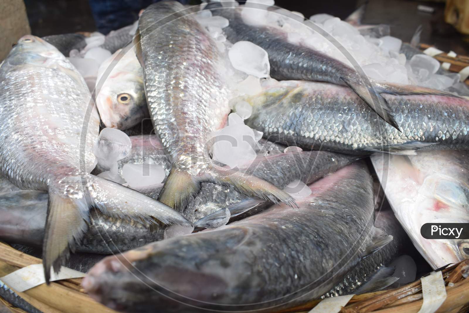 Ilish Selling In The Market At Digha, West Bengal