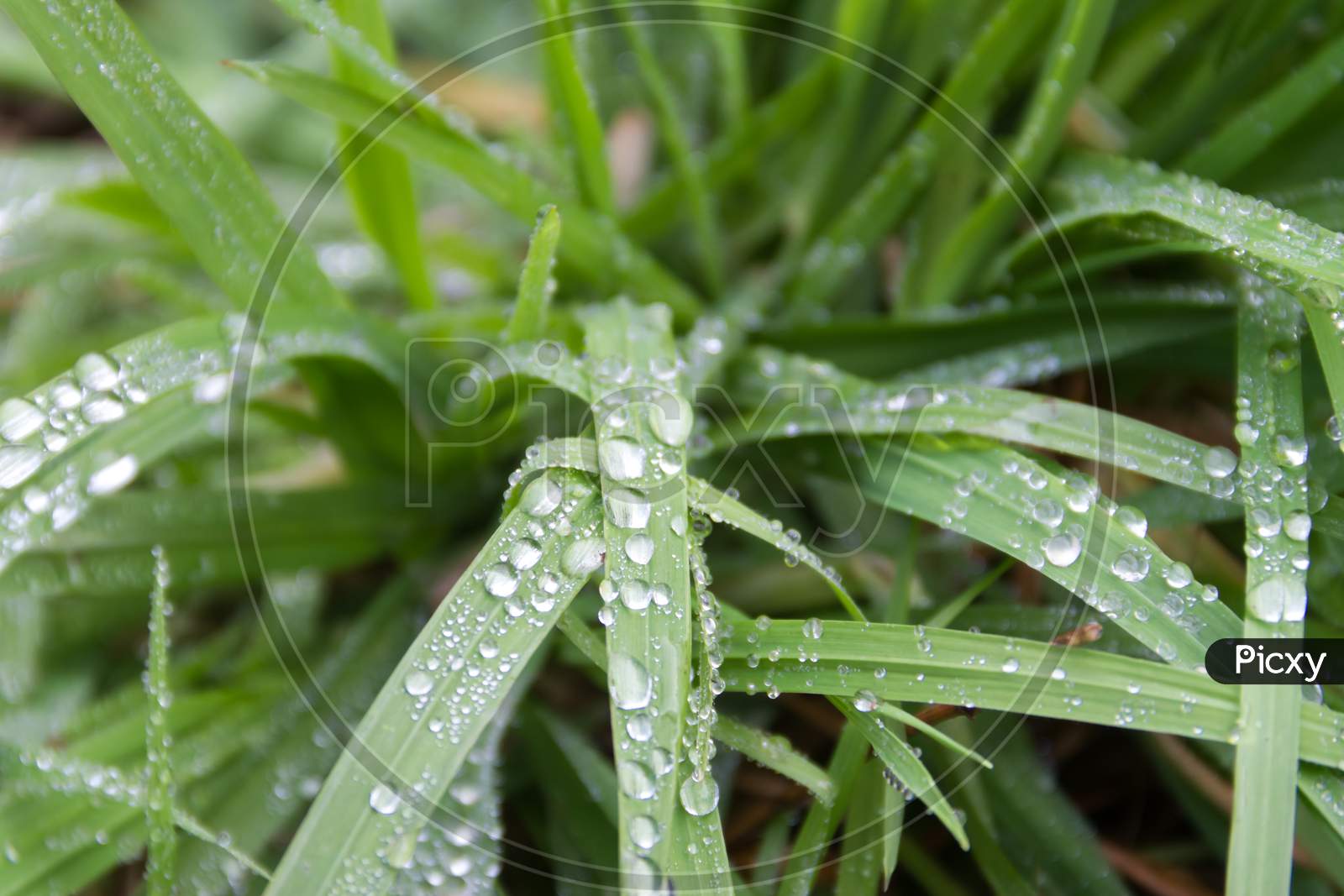 Drops Of Rain On Fresh Green Grass