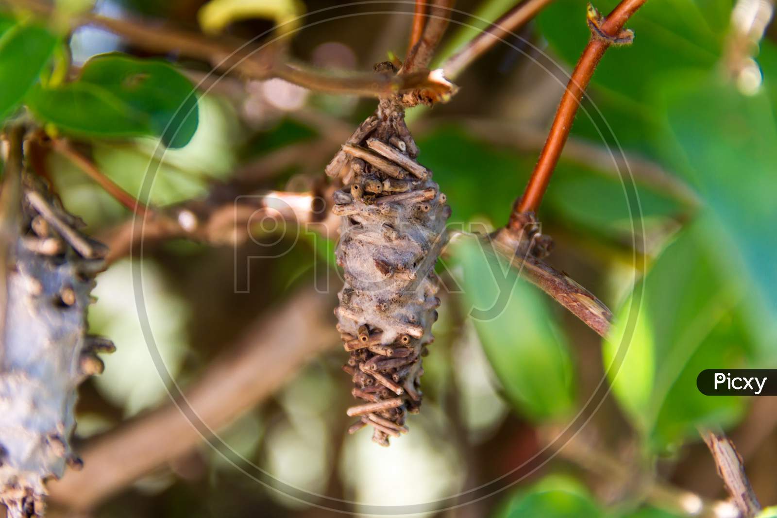 Butterfly Worm Pupa Oiketicus Kirbyi In Summer