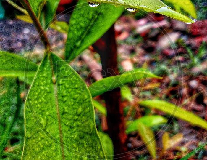 Water droplets on plants leaf