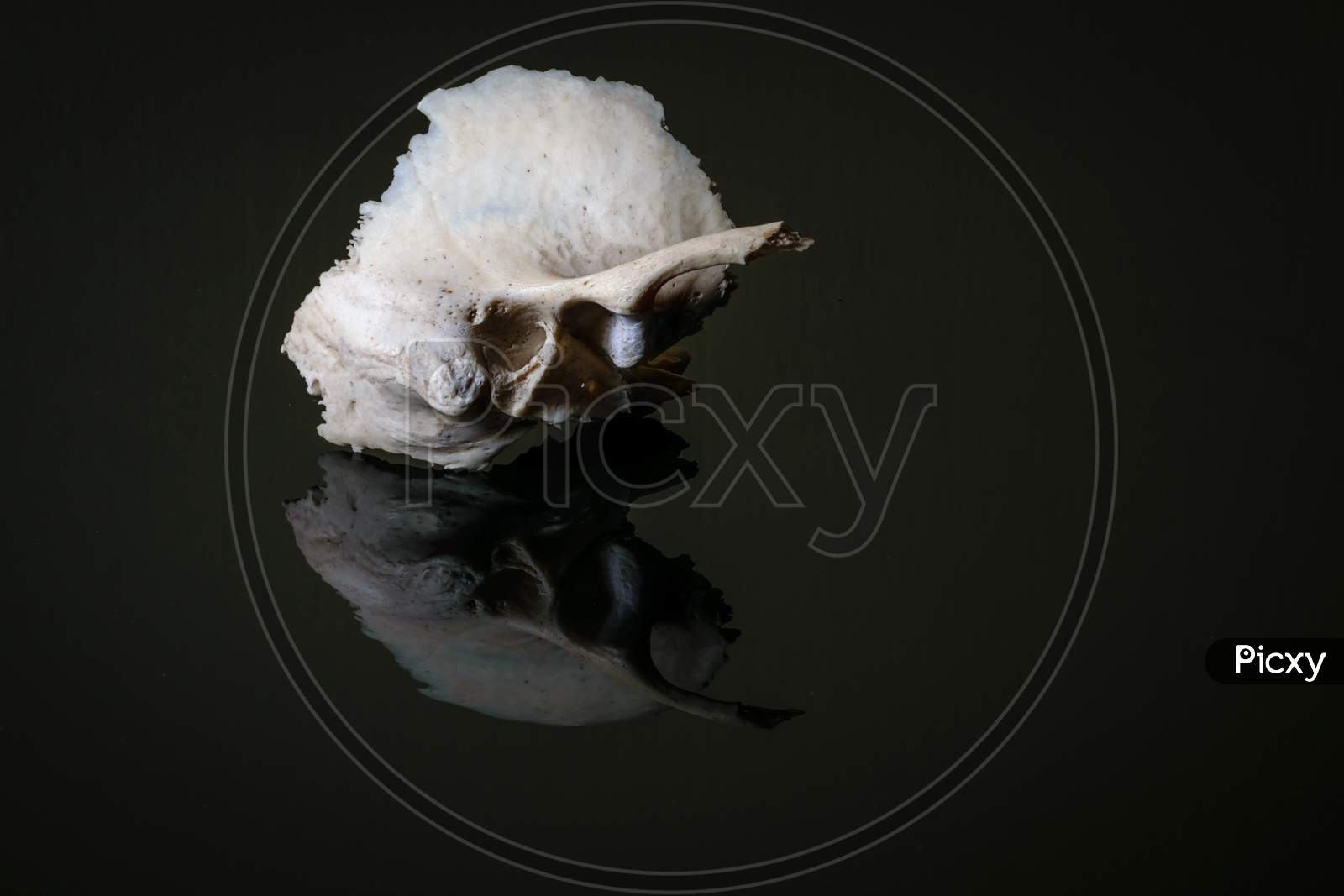 Isolated Human Left Sided Temporal Bone Of Skull On A Dark Background .Lateral View